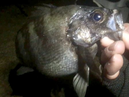 爆風爆釣メバリング!