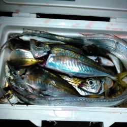 やっぱり凄い佐田岬!!　アジング釣行