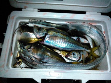 やっぱり凄い佐田岬!!　アジング釣行