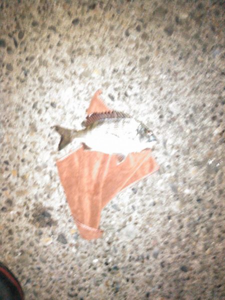 今週の釣果報告！１２月３日（月）