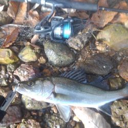 シーバスウェーディング