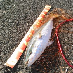 初ショアブリ！