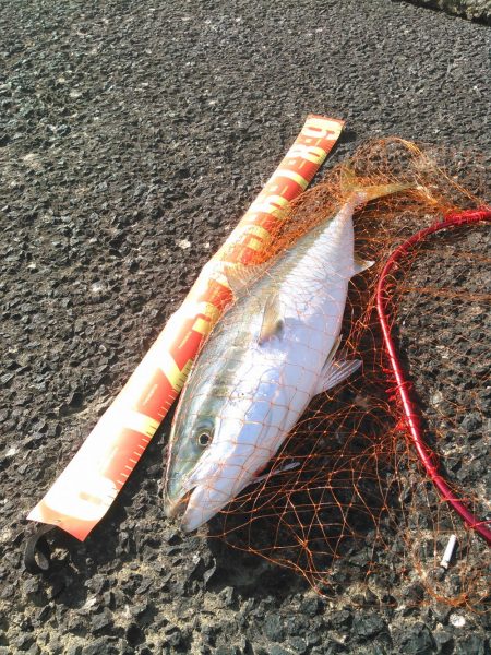 初ショアブリ！