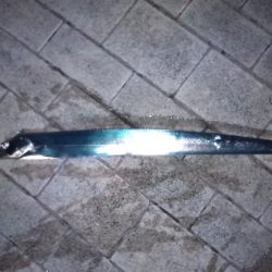 久し振りの釣果です。