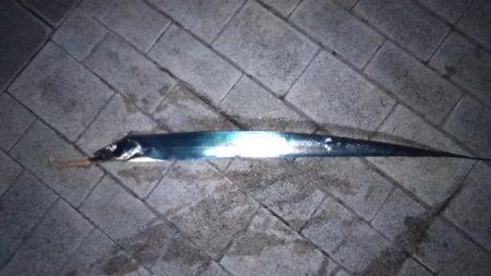 久し振りの釣果です。