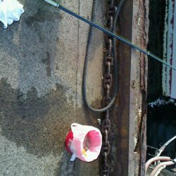 サビキでわらしべならず