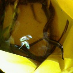 ブラクリでアナゴ