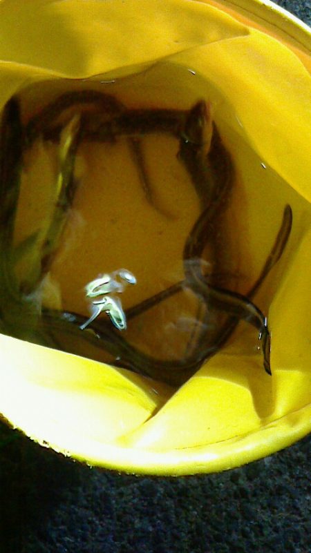 ブラクリでアナゴ