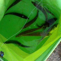 サビキ後のブラクリ