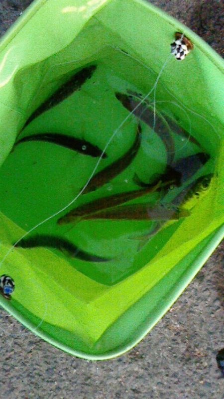 サビキ後のブラクリ