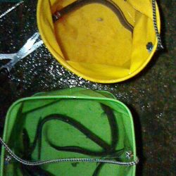 雨の中アナゴ釣り