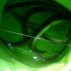 少しずつ太くなってる