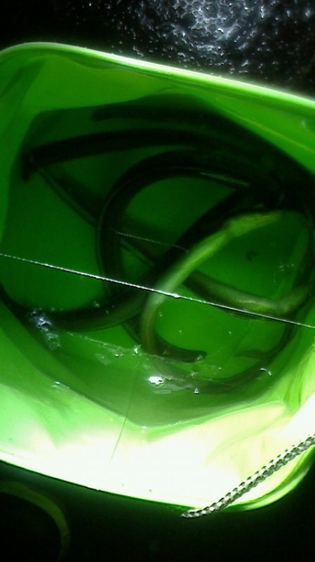 少しずつ太くなってる