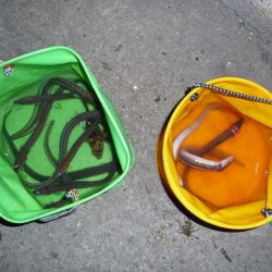 キビナゴ15匹で1ダース