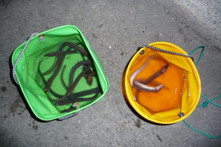 キビナゴ15匹で1ダース