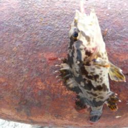 不甲斐ない釣り収め