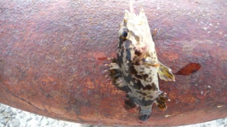 不甲斐ない釣り収め