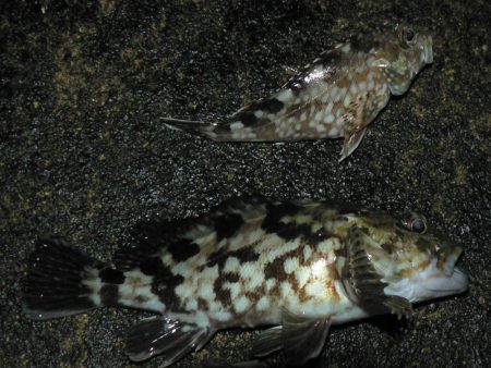 ヘチガシリング