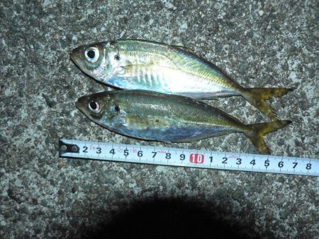 やっぱりガシラよりアジ！