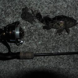 メバルいるんだけどなぁ～