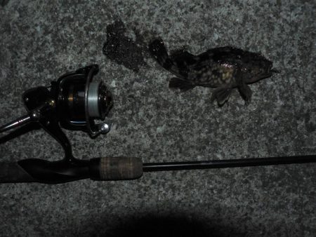 メバルいるんだけどなぁ～