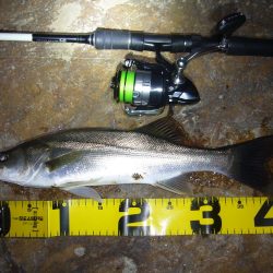 シーズン終了前のシーバス