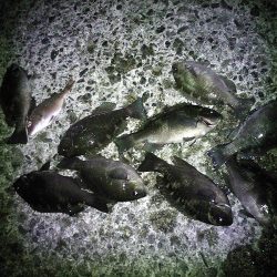 ファミリーフィッシング釣り納め