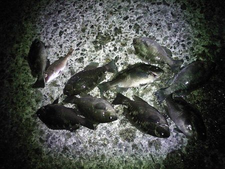 ファミリーフィッシング釣り納め