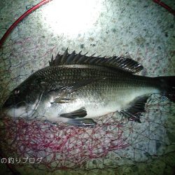 紀州釣りでチヌゲット!