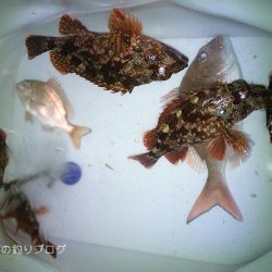 大物バラシ3連発!