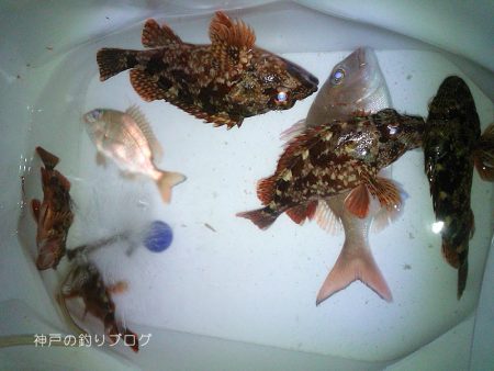 大物バラシ3連発!