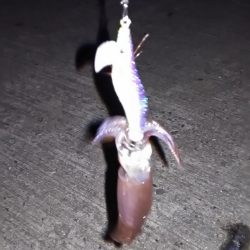 ヒイカリベンジ