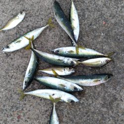 鳴尾浜釣り公園