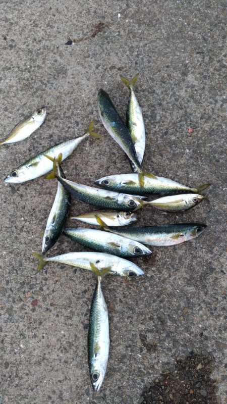 鳴尾浜釣り公園