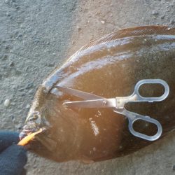 釣り納めライトゲーム