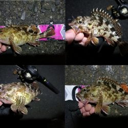 南港カモメ大橋ヘチ釣行 （ガシラ好釣果、小シーバス　釣果有り）