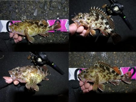 南港カモメ大橋ヘチ釣行 （ガシラ好釣果、小…