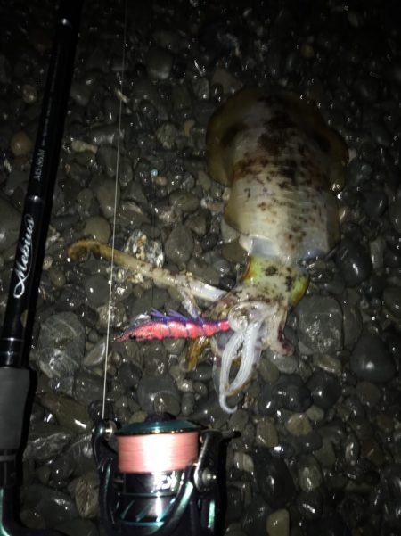 アオリイカエギング