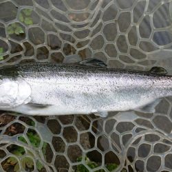 渋かったが、良型サクラマスキャッチ成功