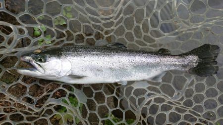 渋かったが、良型サクラマスキャッチ成功