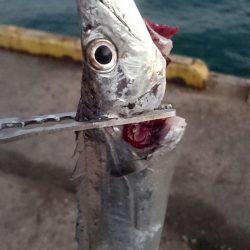 出勤前の湾奥タチウオ調査