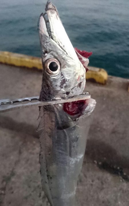 出勤前の湾奥タチウオ調査