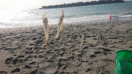 12月なのにキス爆釣