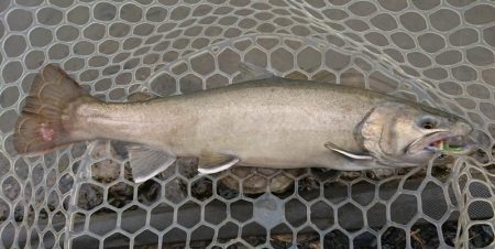 アクアヘヴン大イワナ捕獲成功♪