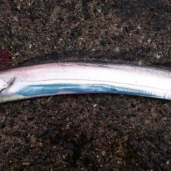 タチウオ短時間釣り