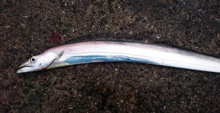 タチウオ短時間釣り