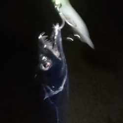 南港 最湾奥のタチウオ調査