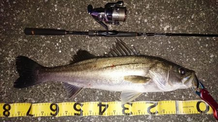 寒かった夕練シーバス調査