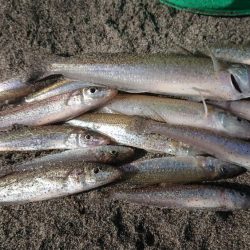 でかキスを求めて