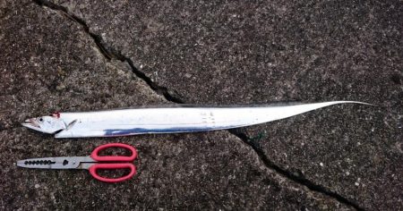 極寒タチウオ釣行